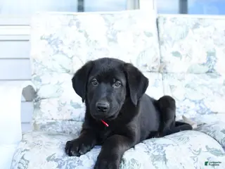 Mixed Breed dogs for sale: Luigi - Ad 3