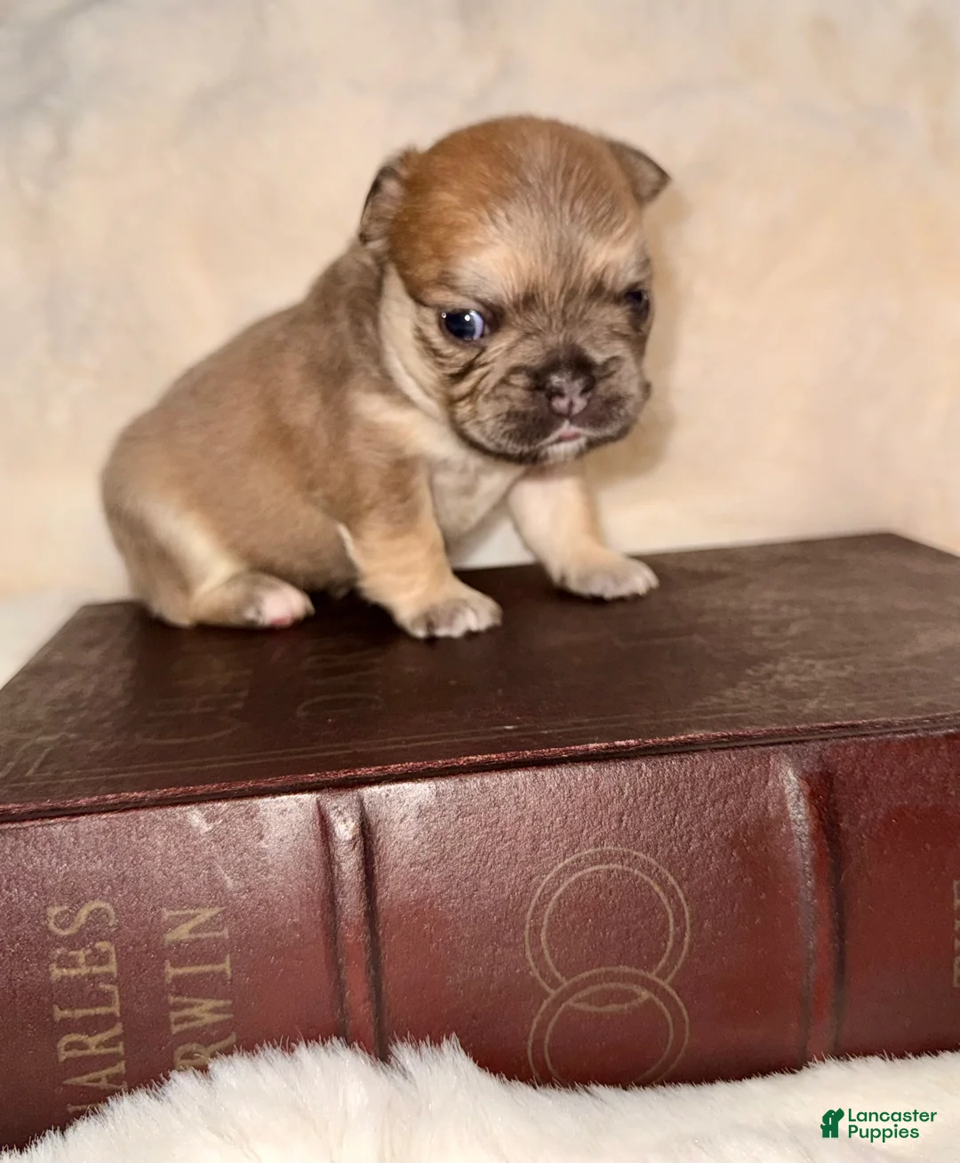 French Bulldog dogs for sale: French Bulldog Puppy 2 - Ad 1