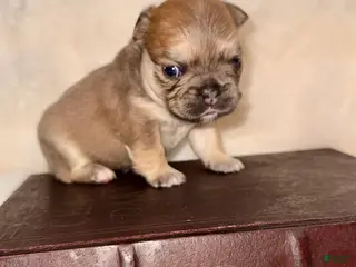 French Bulldog dogs French Bulldog Puppy 2 - Ad 10