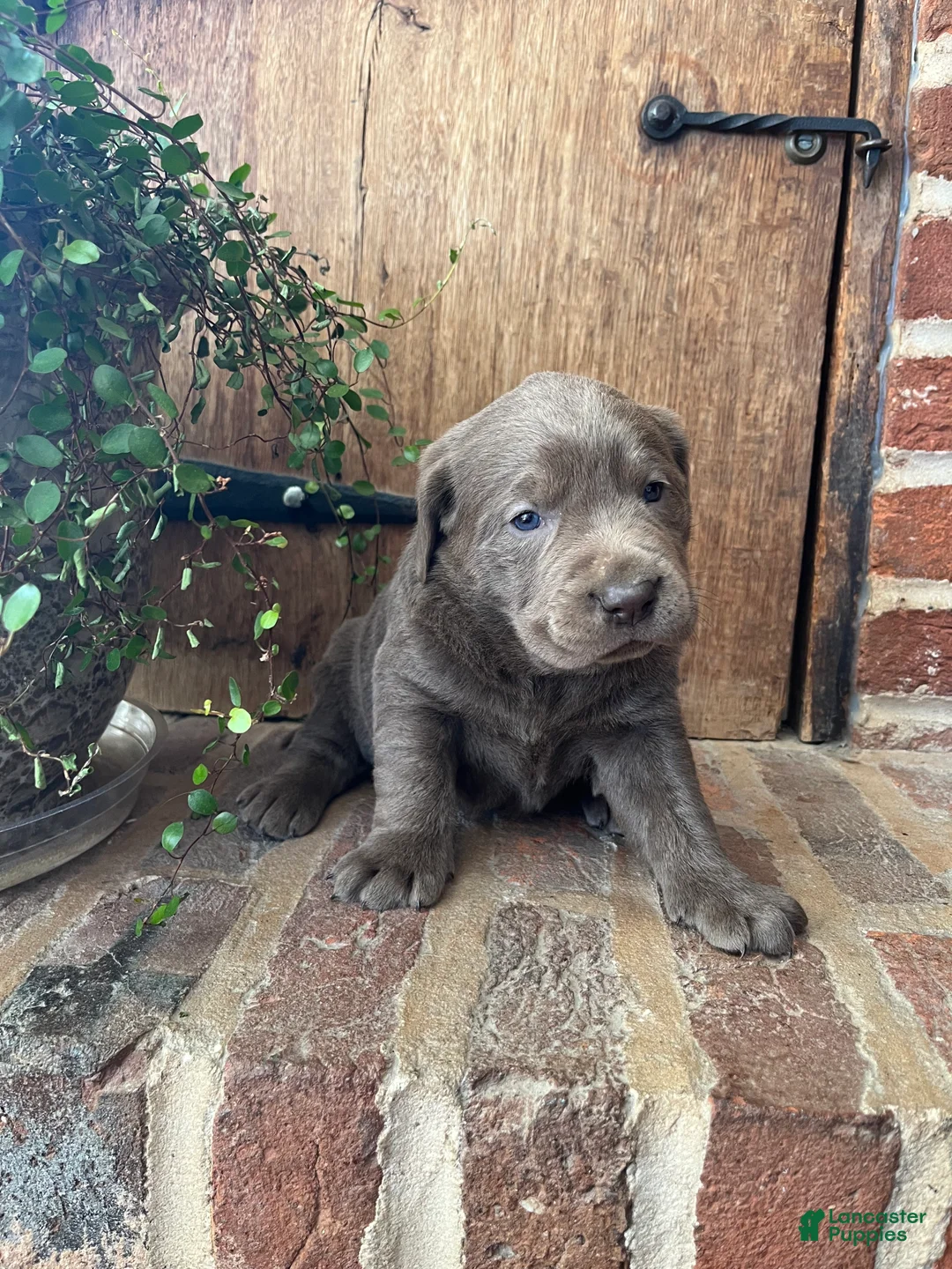 Labrador Retriever dogs for sale: Brownie - Ad 3