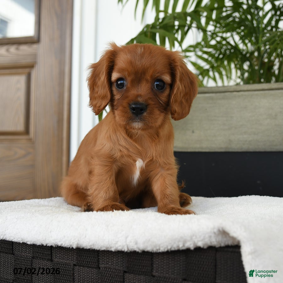 Cavalier King Charles Spaniel dogs Harrison - Ad 1