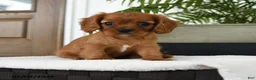Cavalier King Charles Spaniel dogs for sale: Harrison - Ad 1