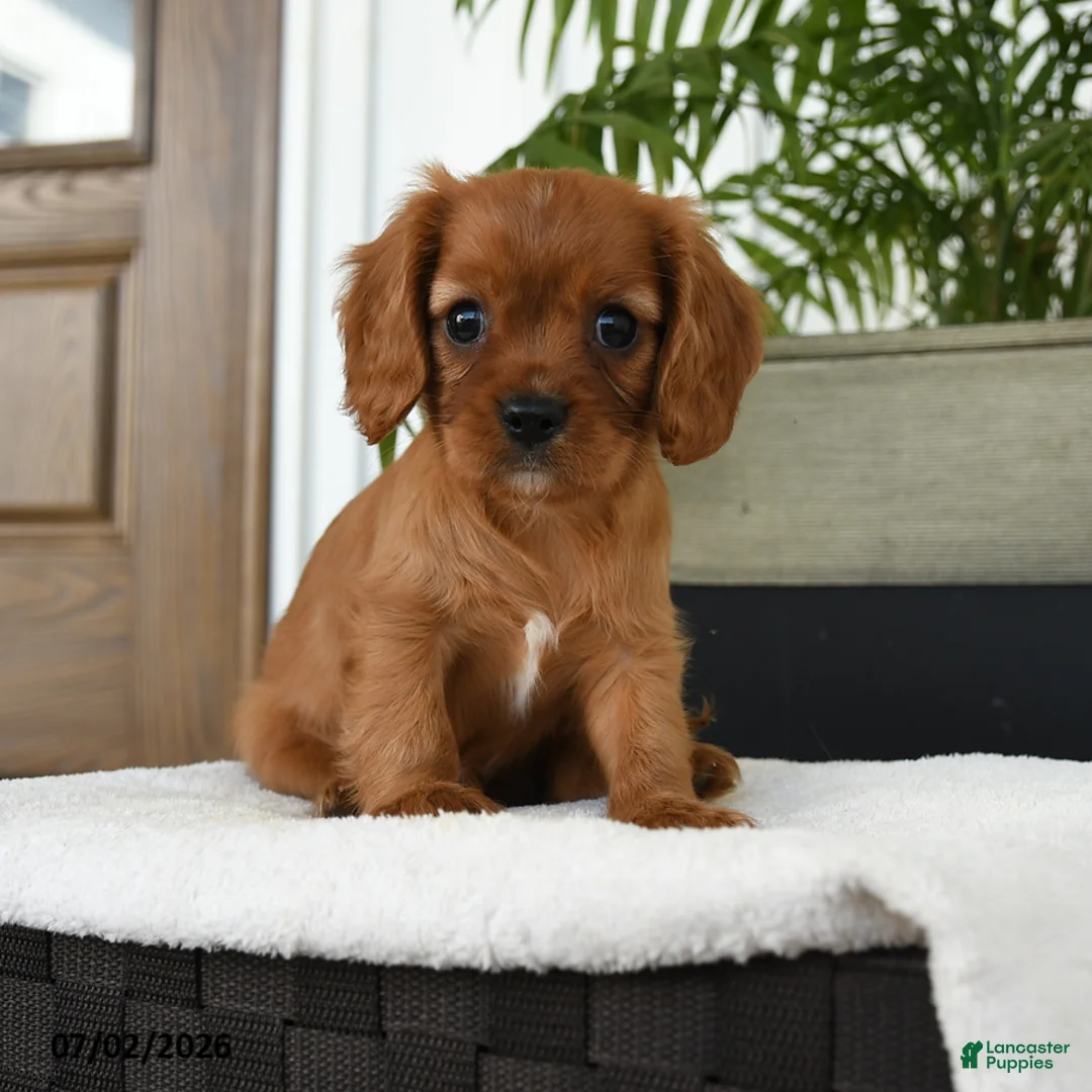 Cavalier King Charles Spaniel dogs for sale: Harrison - Ad 1