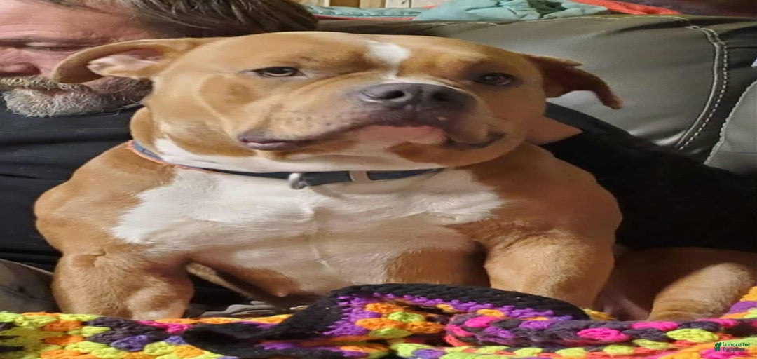 Gallery Image {{count}}