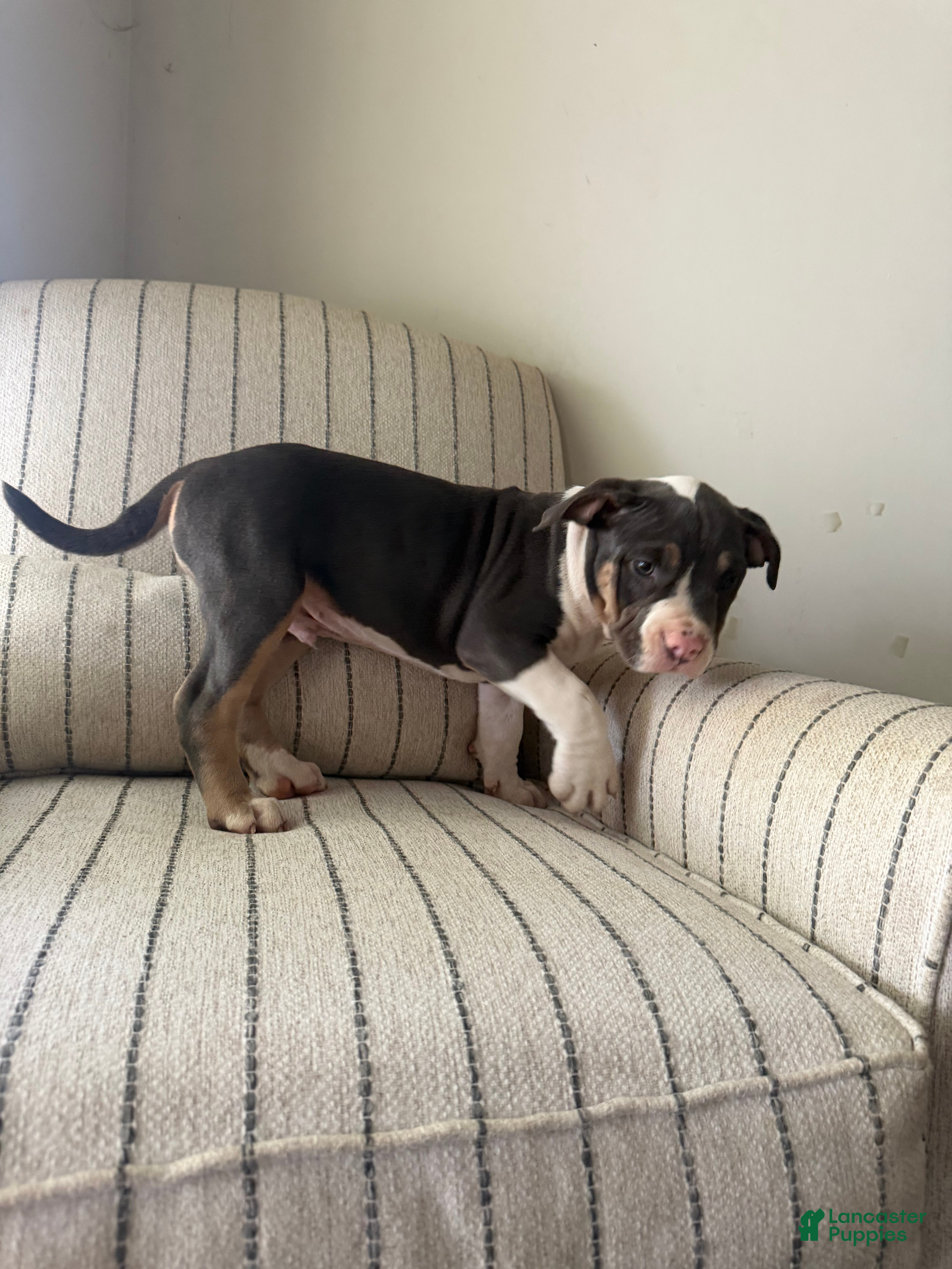 American Bully dogs Joker - Ad 1
