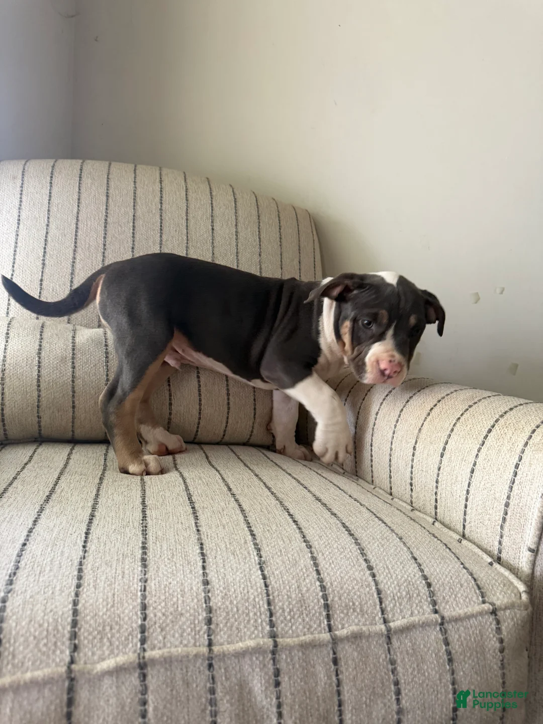 American Bully dogs for sale: Joker - Ad 1