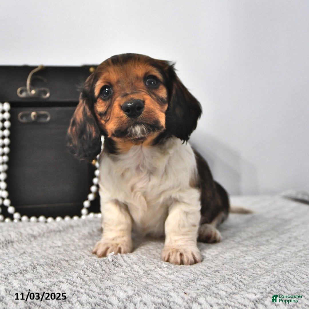 Miniature Dachshund dogs for sale: Logan - Ad 4