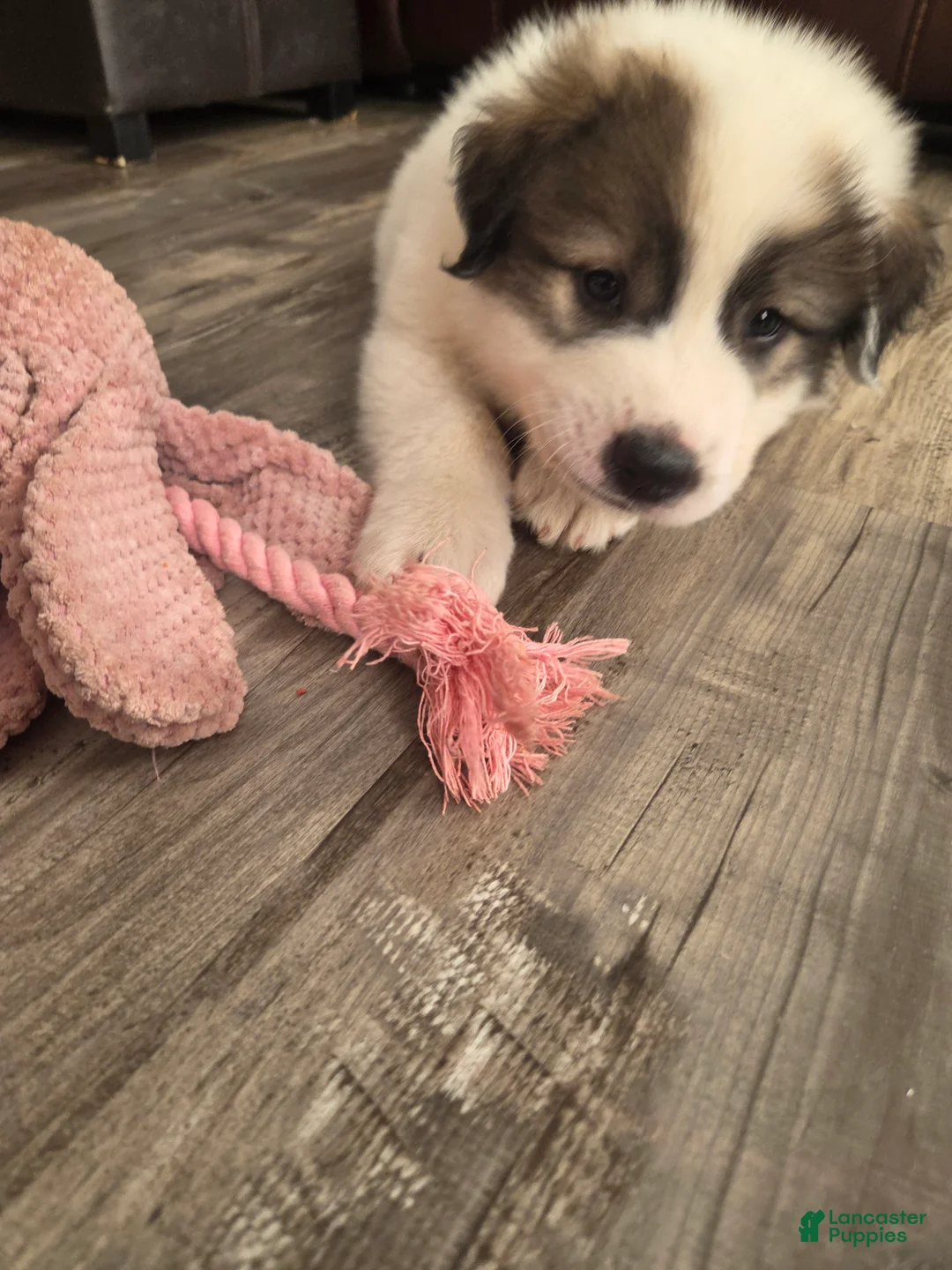 Great Pyrenees dogs for sale: Robin - Ad 2