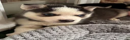 Pomsky dogs for sale: Ruckus- Red Collar - Ad 2