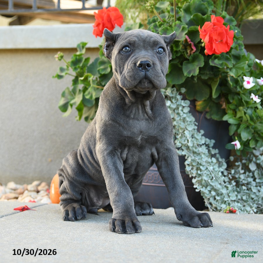 Cane Corso dogs for sale: Tahira - Ad 1