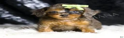 Toy Poodle dogs for sale: Jameson - Ad 3