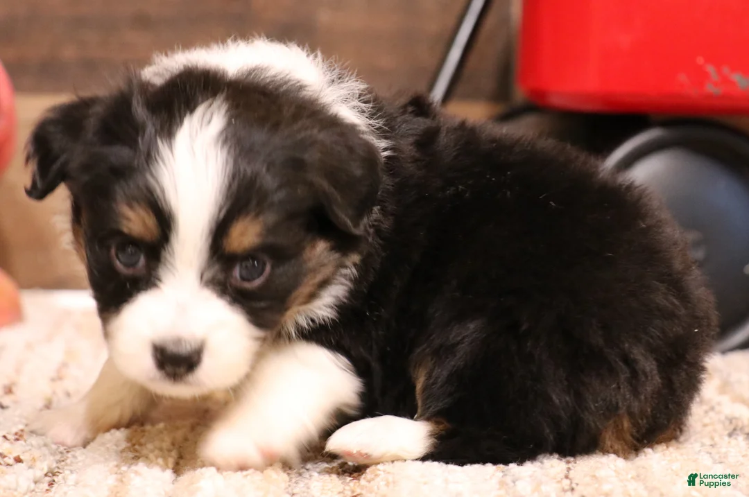 Toy Australian Shepherd dogs for sale: Rollo - Ad 4