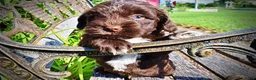 Havapoo dogs for sale: Hershey - Ad 5