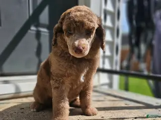 Standard Poodle dogs Obi Wan - Ad 8