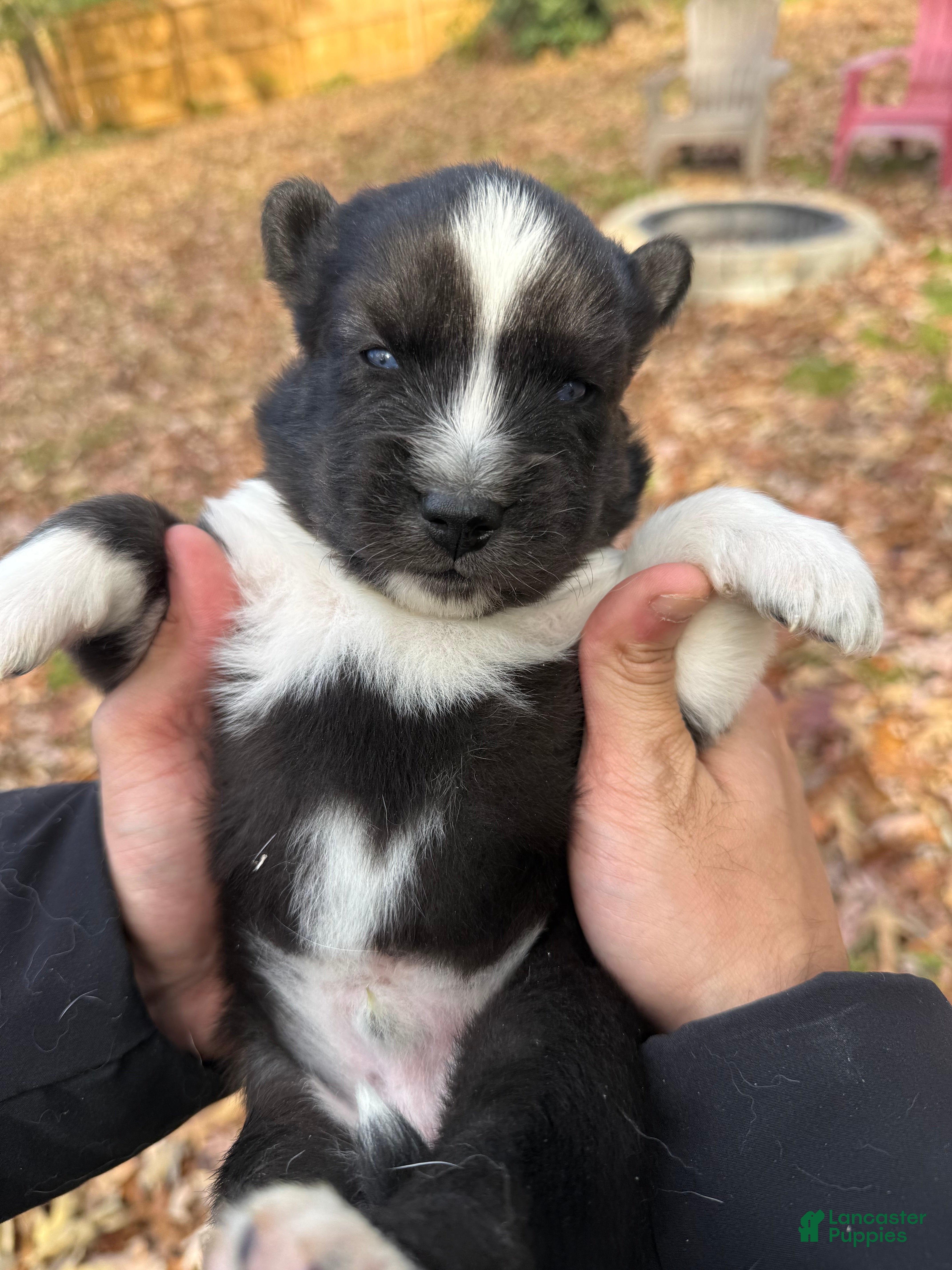 Siberian Husky dogs Bear - Ad 11