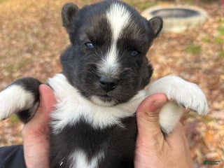 Siberian Husky dogs Bear - Ad 11