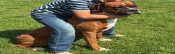 Boxer dogs for sale: Rocky  - Ad 4