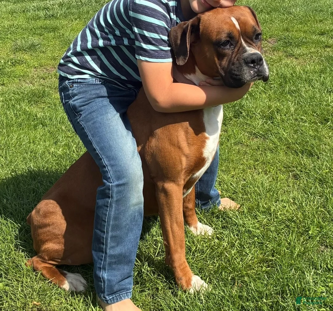 Boxer dogs for sale: Rocky  - Ad 4
