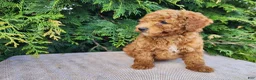 Mini Bernedoodle dogs for sale: Blake - Ad 1