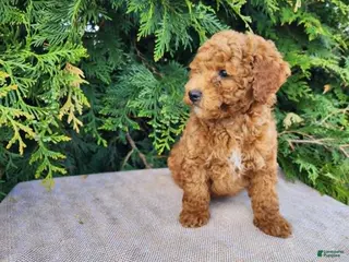 Mini Bernedoodle dogs Blake - Ad 30
