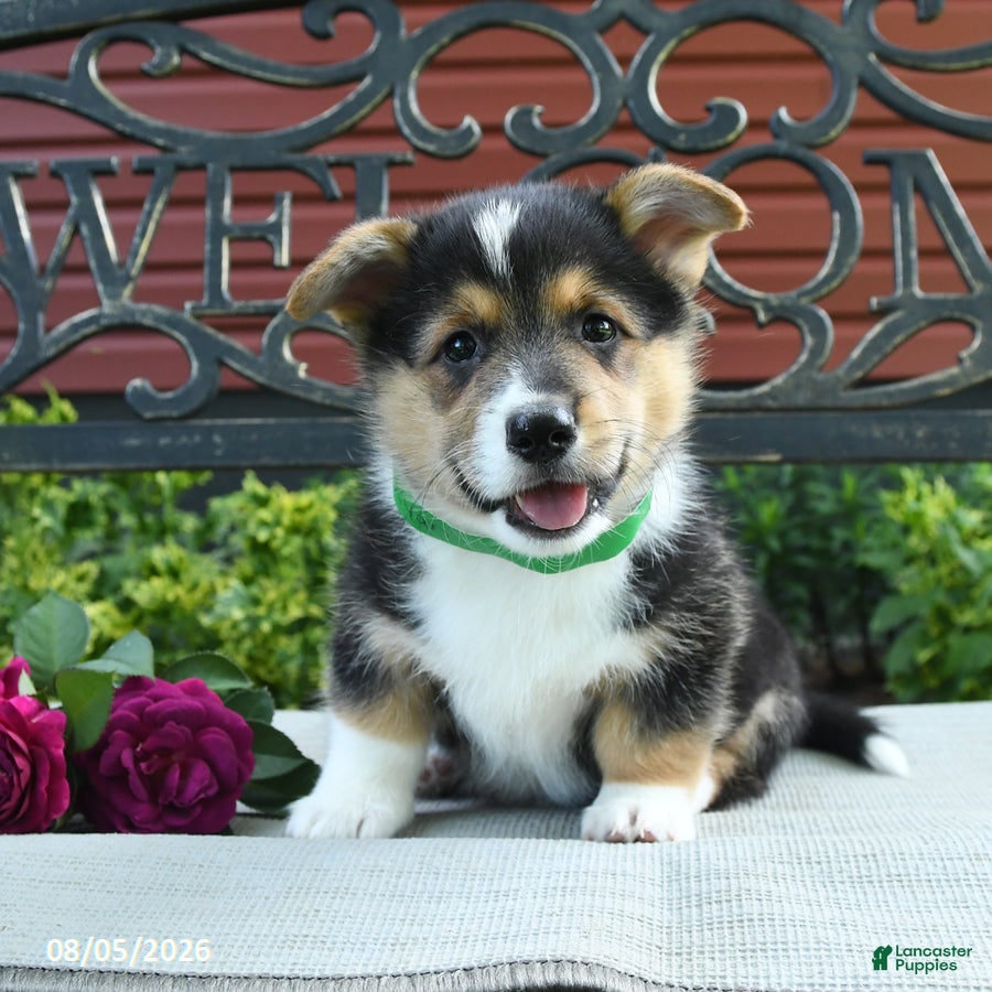 Welsh Corgi Pembroke dogs Ryan - Ad 1
