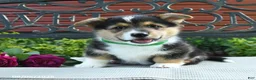 Welsh Corgi Pembroke dogs for sale: Ryan - Ad 1