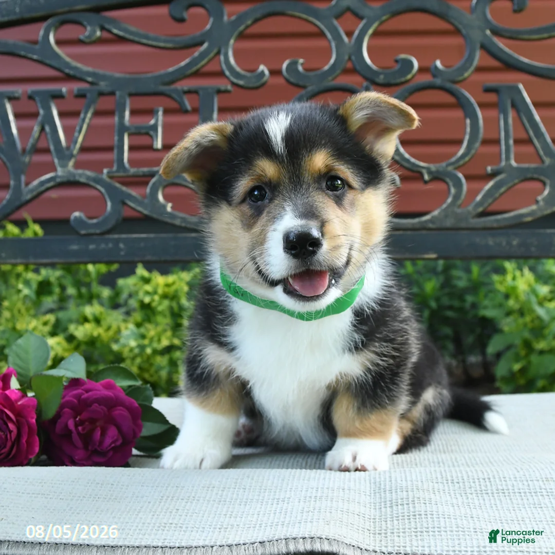 Welsh Corgi Pembroke dogs for sale: Ryan - Ad 1