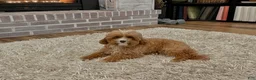 Maltipoo dogs for sale: Willow - Ad 3