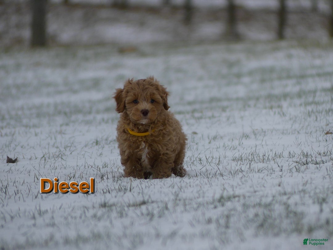 Maltipoo dogs for sale: Diesel  - Ad 3