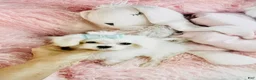 Maltese dogs for sale: Teacup Maltese 1 - Ad 2
