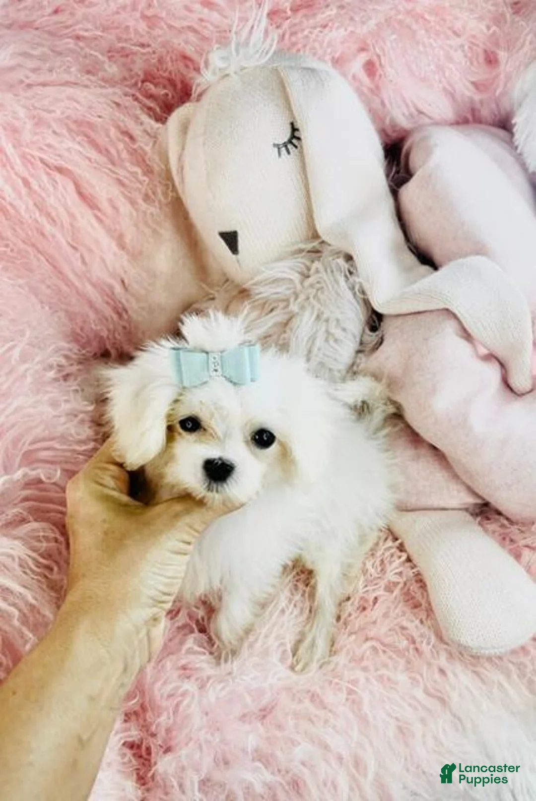 Maltese dogs for sale: Teacup Maltese 1 - Ad 2