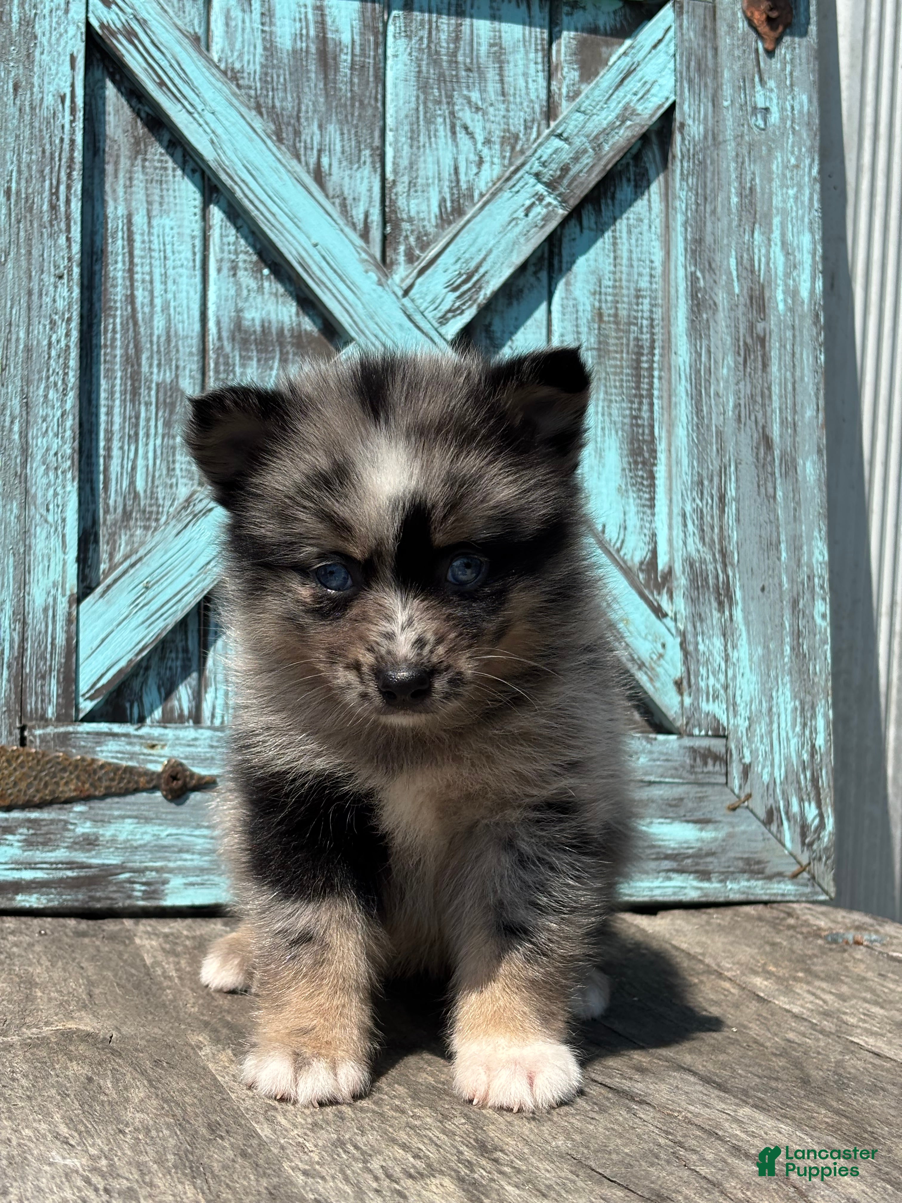 Pomsky dogs Geneva - Ad 1