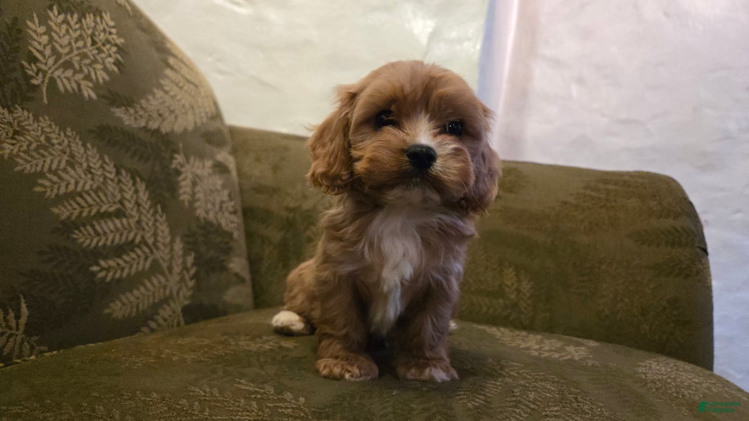 Cavapoo dogs for sale: Wes - Ad 8