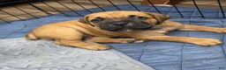 Cane Corso dogs for stud: Bam bam Italian cane corso  - Ad 3