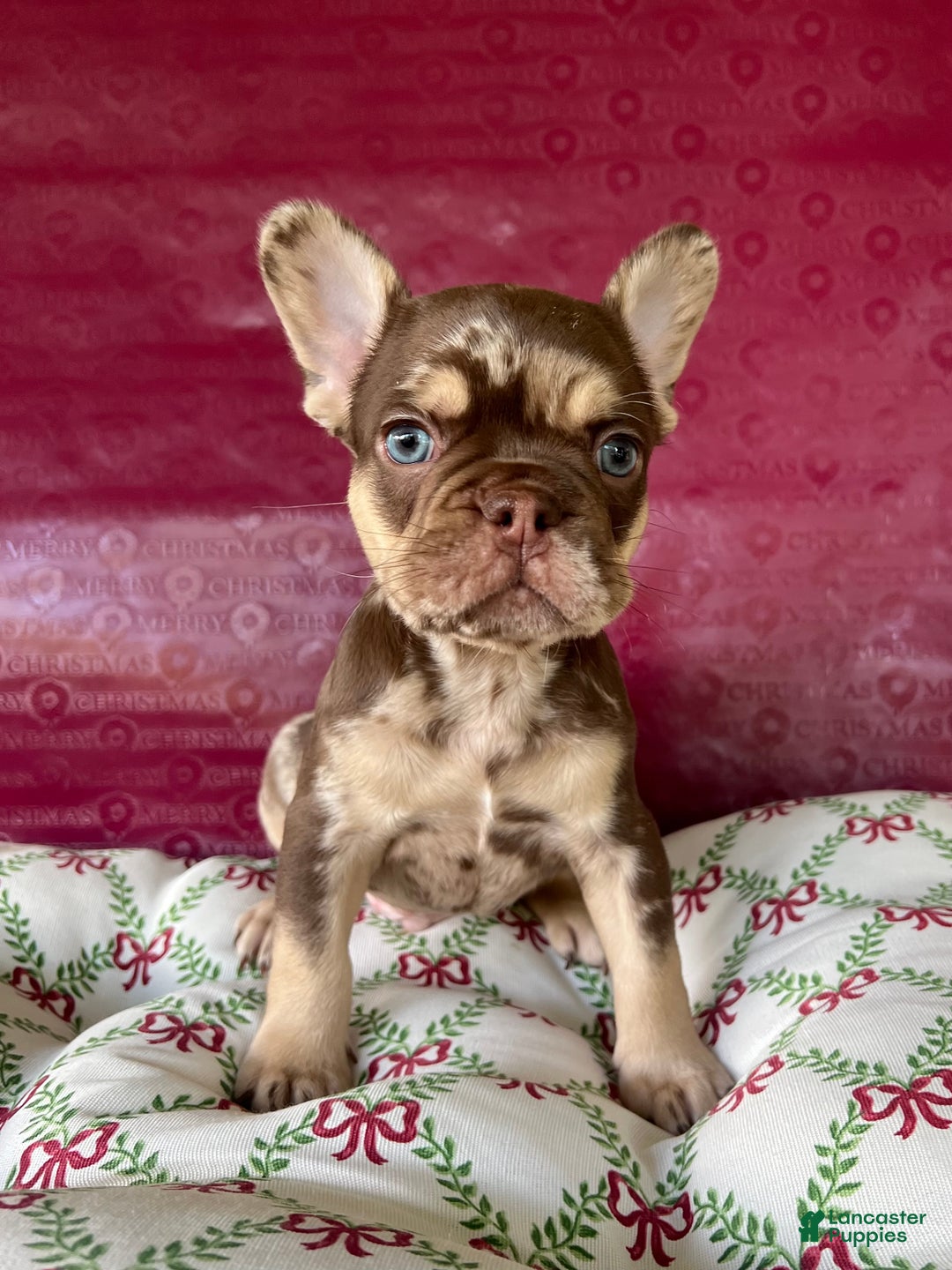 French Bulldog dogs for sale: Reese’s Akc - Ad 14