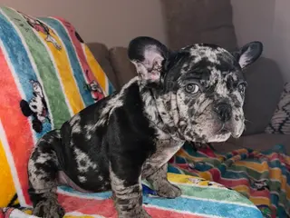 American Bully dogs American Bully Puppy 8 - Ad 25