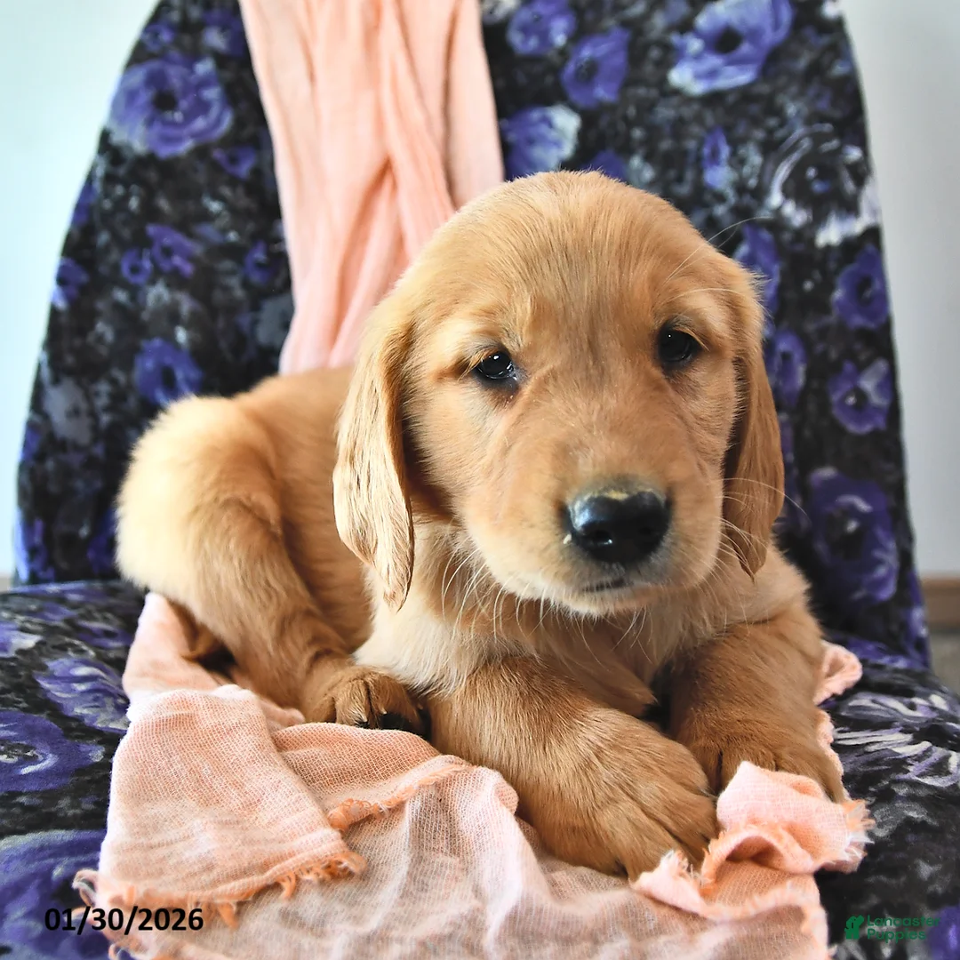Golden Retriever dogs for sale: Caramel - Ad 3