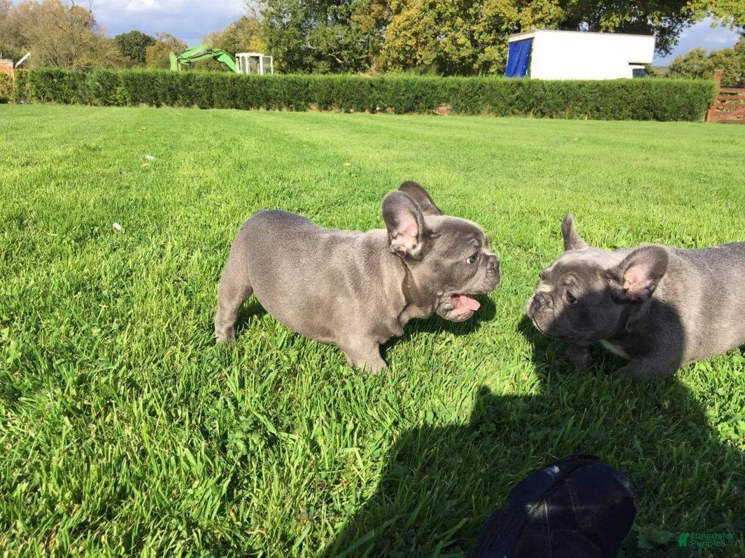 French Bulldog dogs for sale: Max Blue Frenchie Pup  - Ad 2
