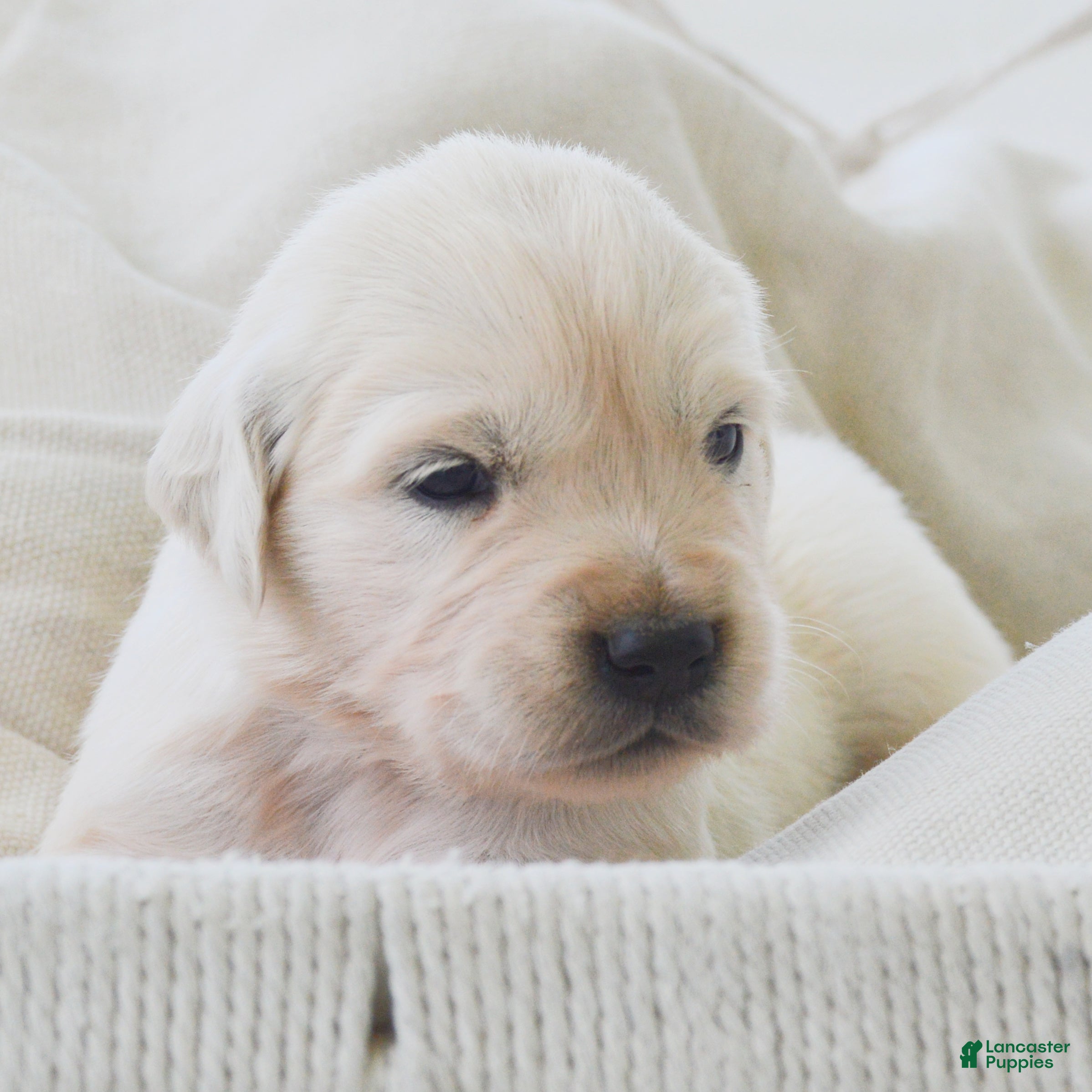 Golden Retriever dogs Barbie - Ad 1