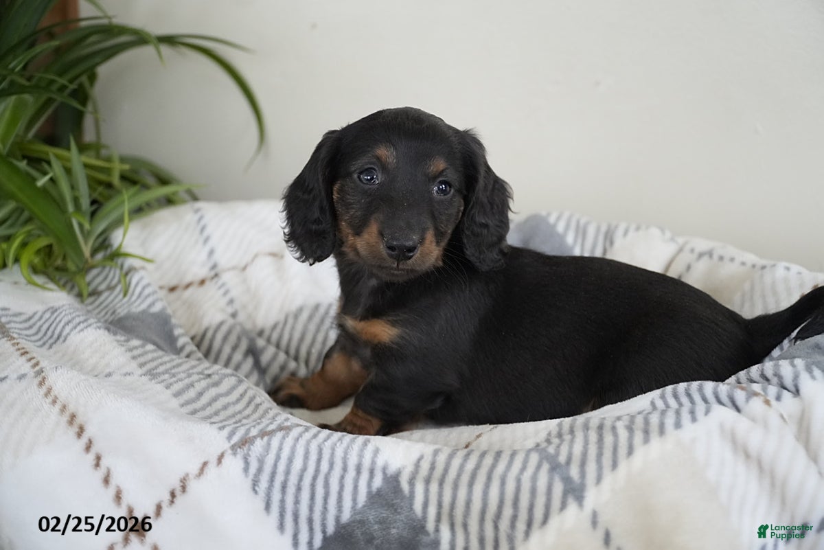 Miniature Dachshund dogs Ryan - Ad 1