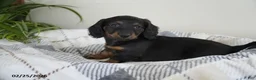 Miniature Dachshund dogs for sale: Ryan - Ad 1