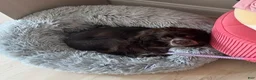 English Cocker Spaniel dogs for sale: English Cocker Spaniel Puppy - Coco 🐾 - Ad 11