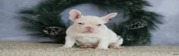 French Bulldog dogs for sale: Logan - Ad 8