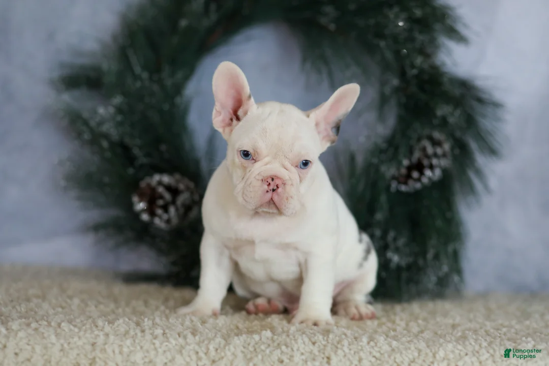 French Bulldog dogs for sale: Logan - Ad 8