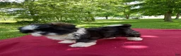 Shih Tzu dogs for sale: Bonnie - Ad 4