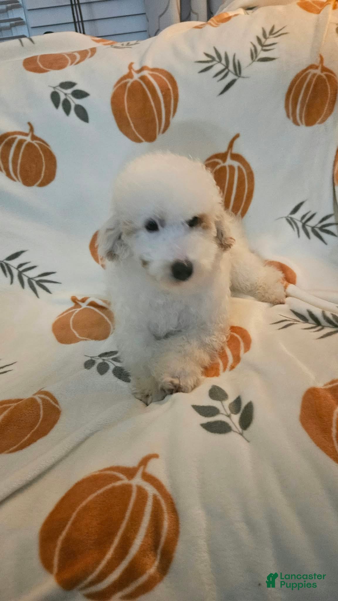 Toy Poodle dogs for sale: Teddy - Ad 1