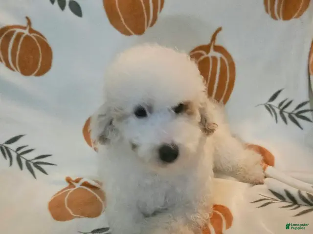 Toy Poodle dogs for sale: Teddy - Ad 1