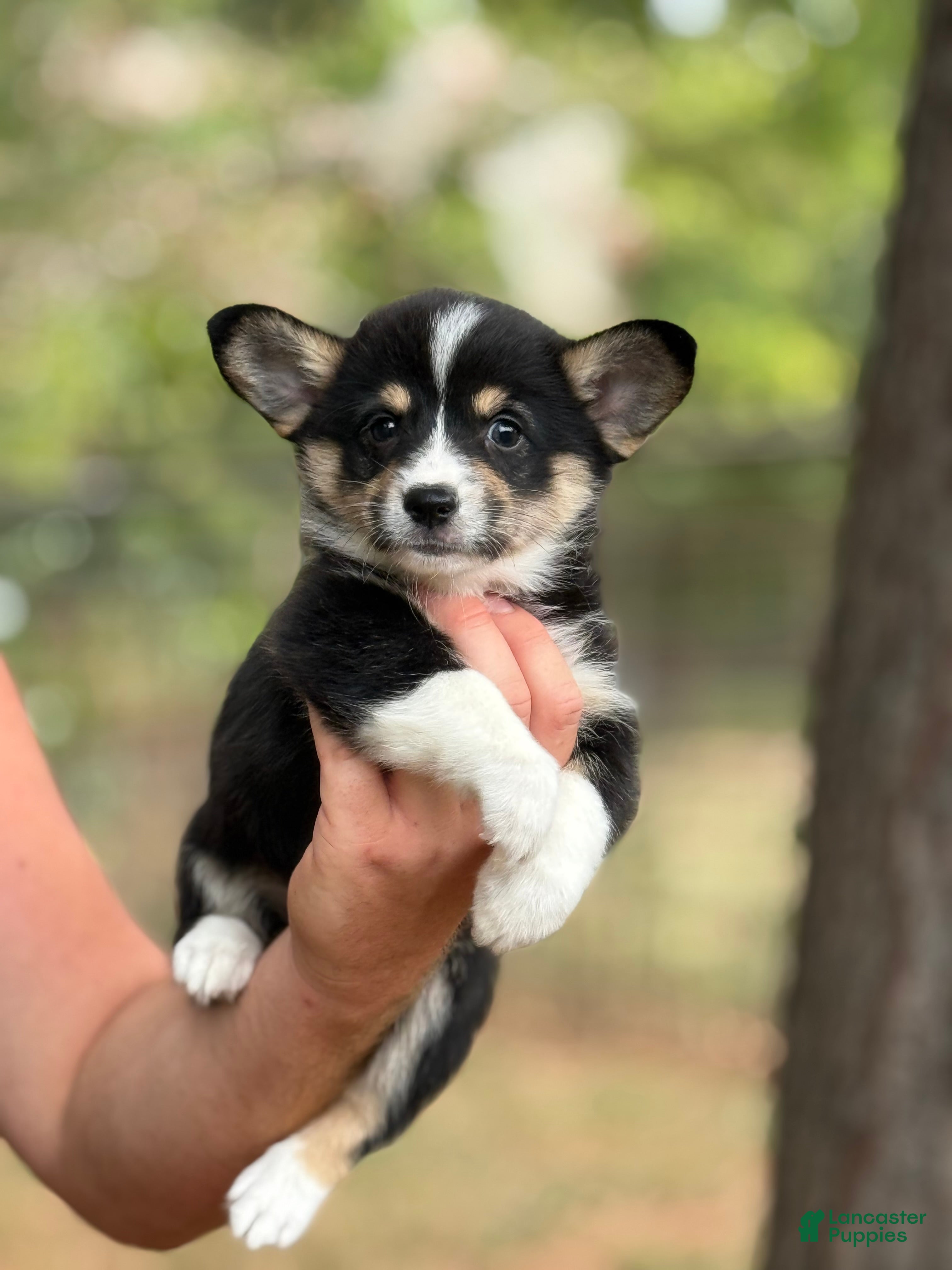 Mixed Breed dogs Black girl 2 - Ad 3