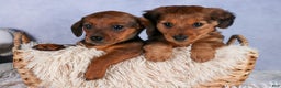 Miniature Dachshund dogs for sale: Jasper - Ad 43