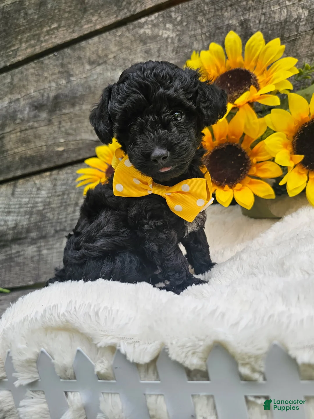 Toy Poodle dogs for sale: Tyson - Ad 4